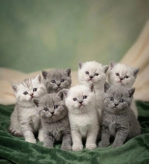 BKH Kitten reserviert 