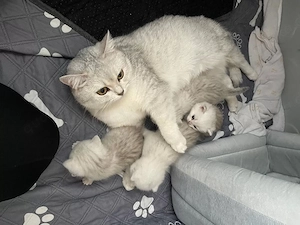 Britisch Kurzhaar BKH