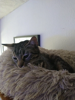 unsere nala sucht ein neues zuhause 