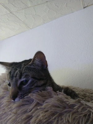 nala sucht neues Zuhause 9 monate alt 