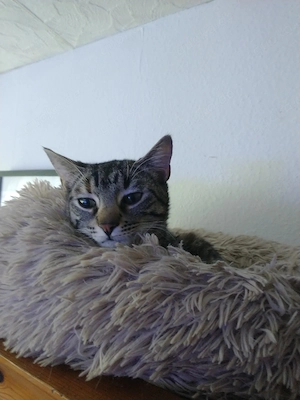 unsere nala sucht neues Zuhause 