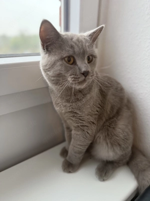  Süße Katze sucht ein liebevolles Zuhause