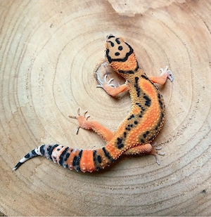 0.1 Clown Leopardgecko Eublepharis Macularius NZ 25
