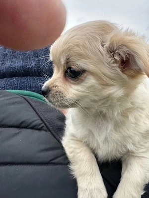 chihuahu hündin sucht noch ihr zuhause bitte melden  