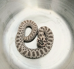 0.1 Super Arctic het Lavender Hakennasennatter Heterodon nasicus NZ 25