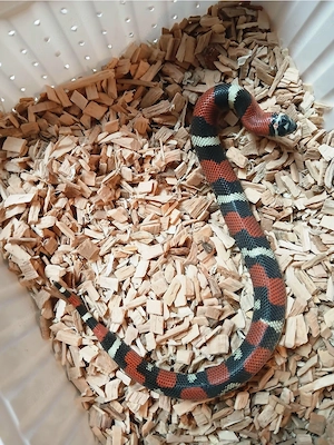 0.1 Xenodon Pulcher dreifarbige Hakennasennatter NZ 25