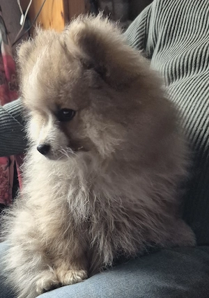 Knuddeliger Pomeranian-Welpe (Rüde), reinrassig