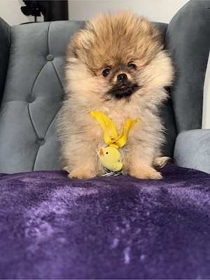 pomeranian Boo