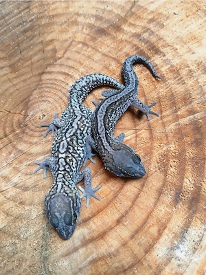 1.1 Paroedura Picta Stripe Pärchen Madagaskar Großkopfgecko Adult