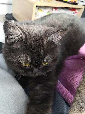 Bkh katze black smoke 