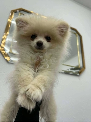 Süßer Pomeranian (Zwergspitz) Welpe sucht liebevolles Zuhause
