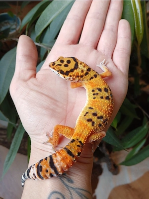 0.1 Green Tangerine Leopardgecko Eublepharis Macularius NZ 25