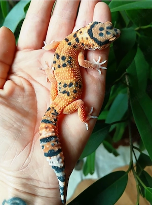 0.1 Green Tangerine Leopardgecko Eublepharis Macularius NZ 25