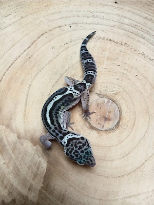 1.0 Mack Snow Bold het Eclipse Leopardgecko Eublepharis Macularius NZ 25