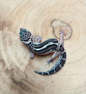 1.0 Mack Snow Bold het Eclipse Leopardgecko Eublepharis Macularius NZ 25