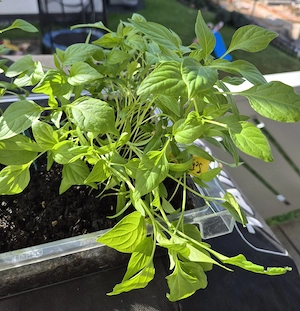 10x "PEPERONI-SETZLINGE" - junge Paprika-Pflanzen, eigene Aussaat - scharf, lang, rot