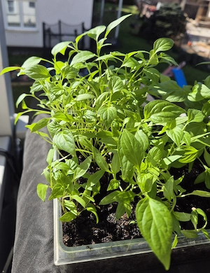 10x "PEPERONI-SETZLINGE" - scharf Büschele junge Paprika-Pflanzen - rot, klein, sehr scharf