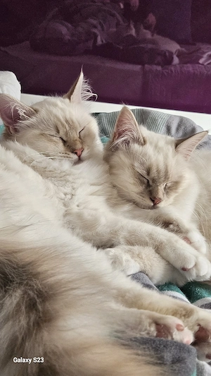 Heiliger Birma Brüder