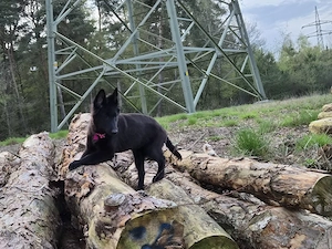 16 wochen alte Grodendael Hündin sucht  Bild 2