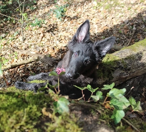 16 wochen alte Grodendael Hündin sucht  Bild 3