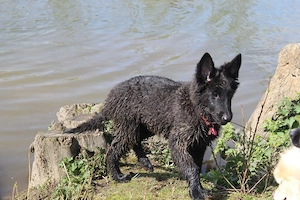 16 wochen alte Grodendael Hündin sucht 
