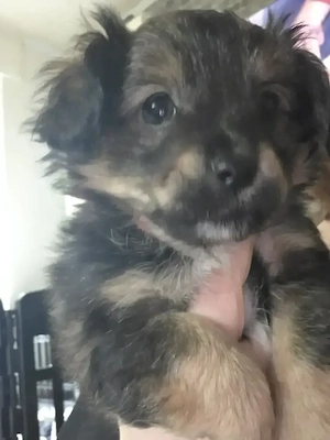 Zwei kleine Herzensbrecher (Dackel-Yorkie-Mix) suchen ihr Glück!
