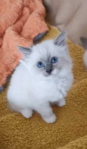 Heilige Birma Kitten Mädchen und Katerchen 