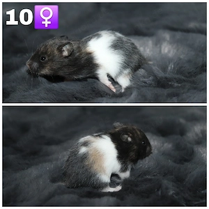 Goldhamsterbabys  Bild 2