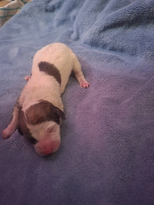 Mischlingswelpe Bild 2