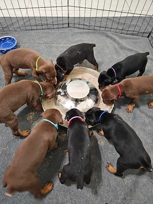 Dobermannwelpen 