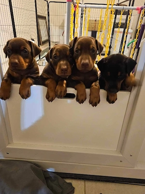 Dobermannwelpen 