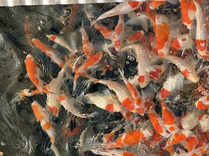 Japan Koi Garten Teich Fische