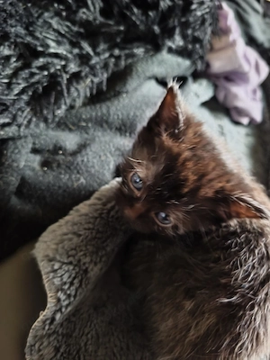 kitten vom 10.03.2026