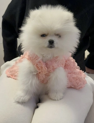 Liebevolle Pomeranian Hündin (4 Monate) in beste Hände abzugeben