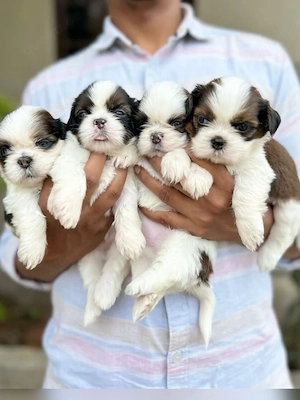 Shih Tzu Welpen zu verkaufen