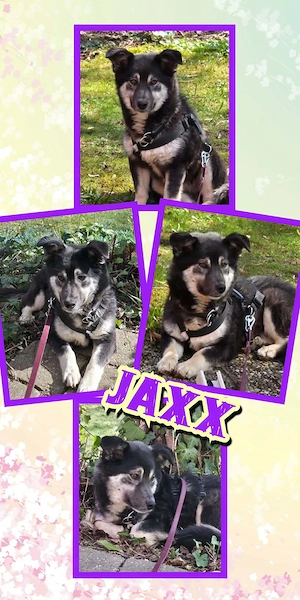 kleiner, lieber, katzenverträglicher, wunderschöner Rüde "Jaxx" sucht ein schönes Zuhause 