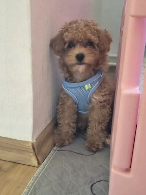 Zwergpudel Pudel Abgabebereit 