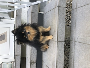 Zwergspitz Hündin mit Papieren in Black And Tan sucht neues Zuhause 