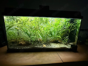 juwel 100L aquarium mit fischen 