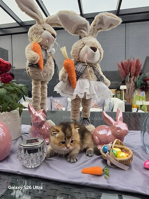 reinrassig bkh geboren 20.03.26 2 kater und 2 Kätzchen 