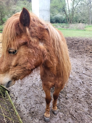 Junge Ponystute (Braun) als Beistellpferd Bild 3