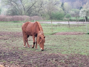 Junge Ponystute (Braun) als Beistellpferd Bild 2