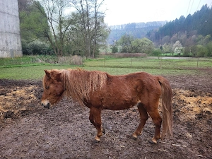 Junge Ponystute (Braun) als Beistellpferd