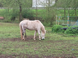Liebe Ponystute (Schimmel) zu verkaufen