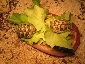 Griechische Landschildkröten NZ 20205 mit Cites   +  Terrarium