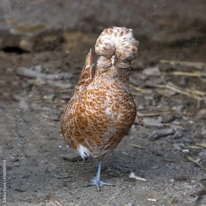 Bruteier von Paduaner, Sebright, Deutsche Zwerge & Cou Nou Nackthals Hühner