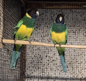 Paar Bauersringsittiche