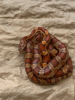 kornnatter männlich 