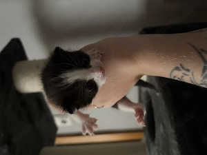 Ekh Kitten ab dem 1.07.26 abzugeben!