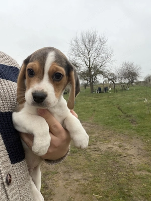 Freundlicher Reinrassiger wunderhübscher Beagle sucht Familie